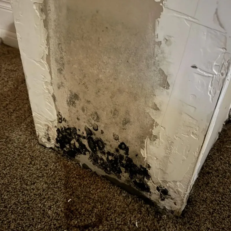 Professional Mold Removal in Livingston, CA